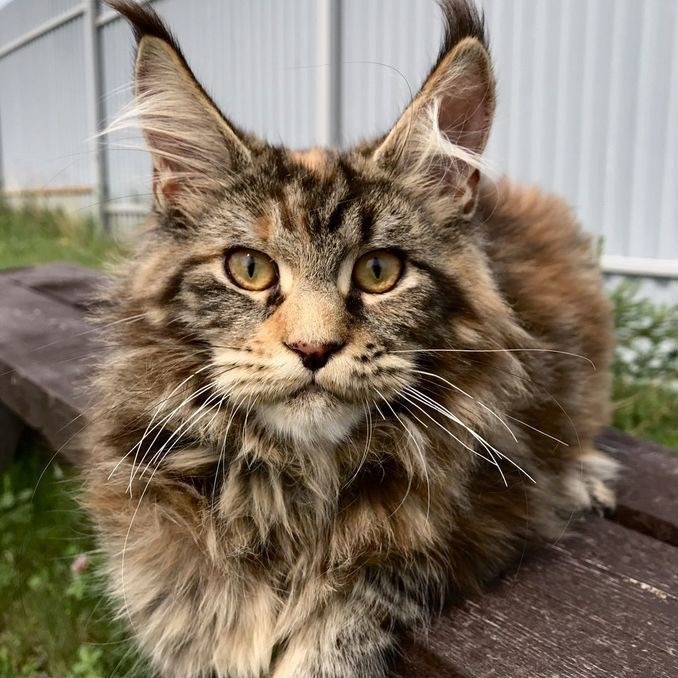 Пропал мейкун, район улицы Пахоли