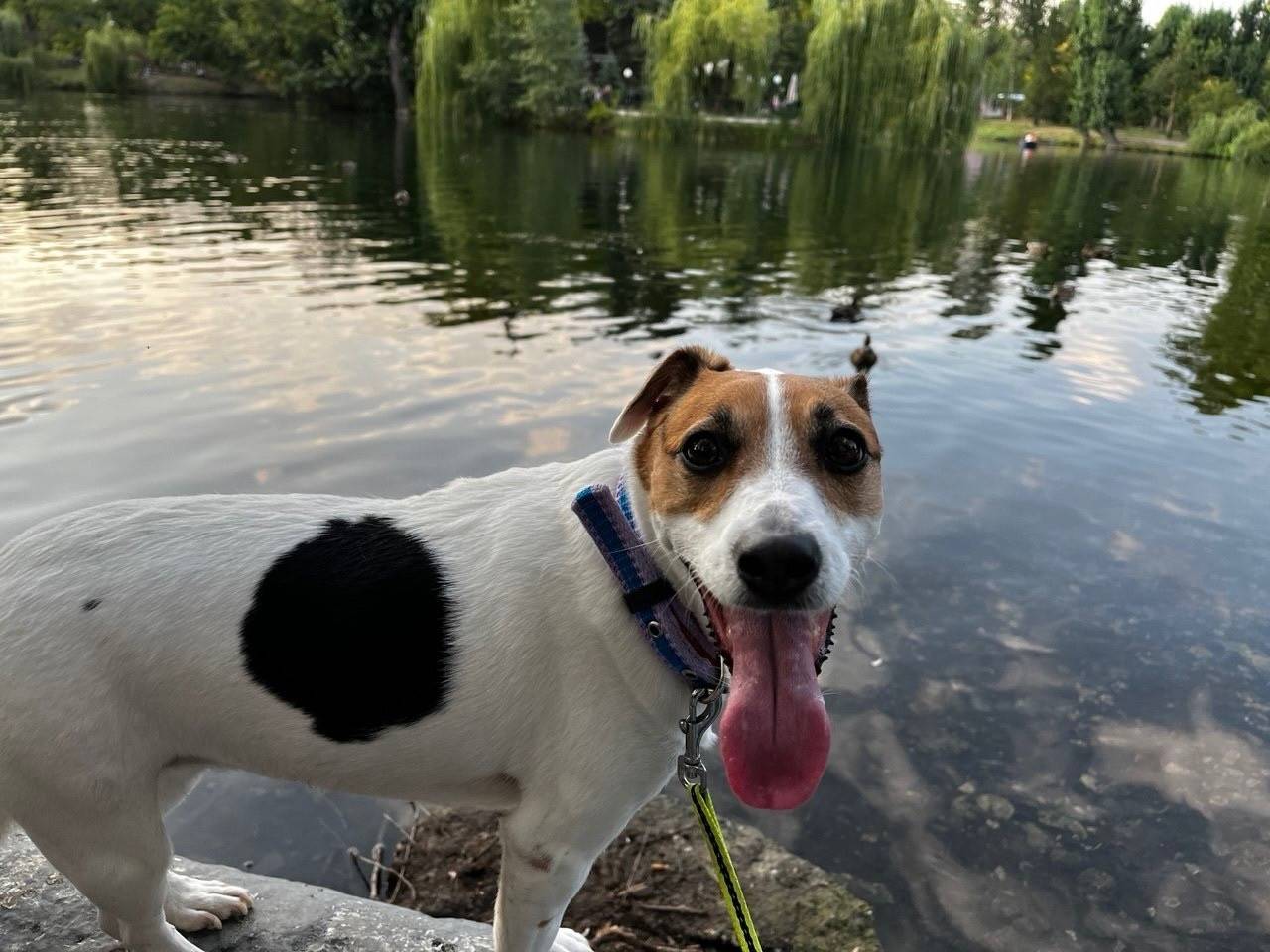 Пропала собака Черри, джек рассел терьер, Саратов