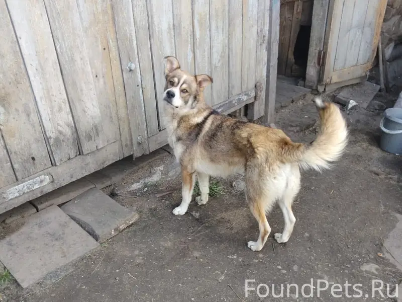 Пропала собака, Шабурово