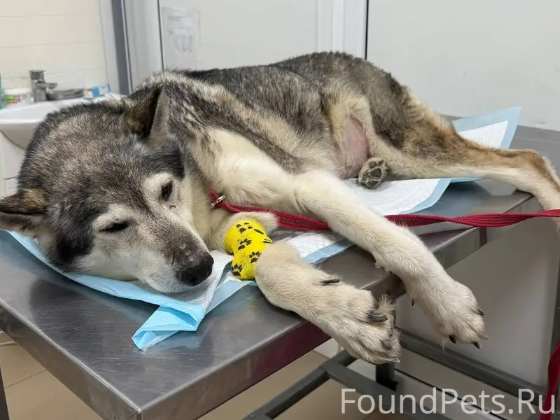 Найдена собака, похожа на лайку, Рябиновая