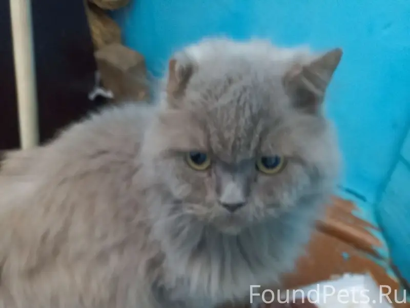 Найден кот, возможно бывшедомашний