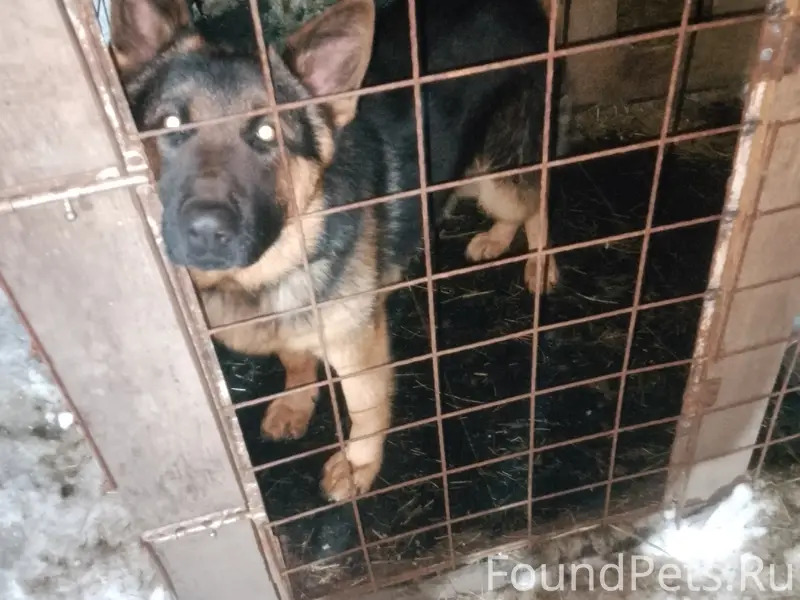 Пропал Рон, Анахана