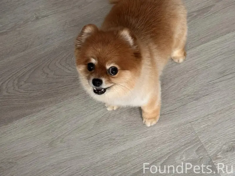 Пропал шпиц, район кладбища, на солнечной