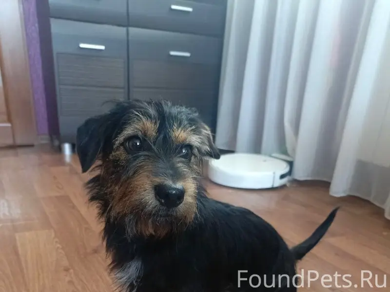 Найденна собака, район дк Строитель