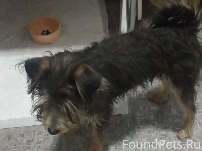 Найден пес, Симферополь