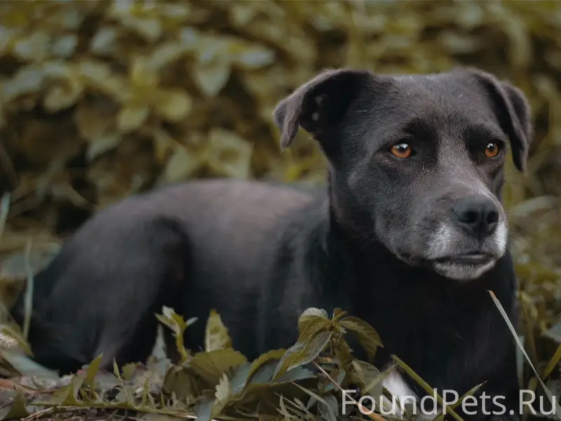 Пропал Лаки, перекресток Мира и Некрасова