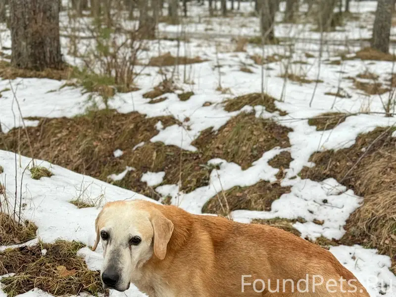 Пропал пёс, Сланцевское шоссе