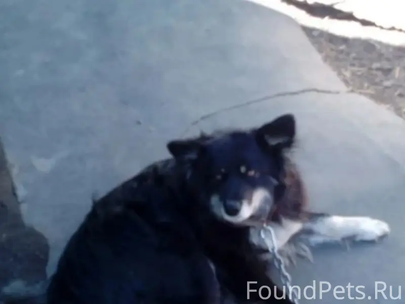 Пропала собака Кнопка, Ленинский район