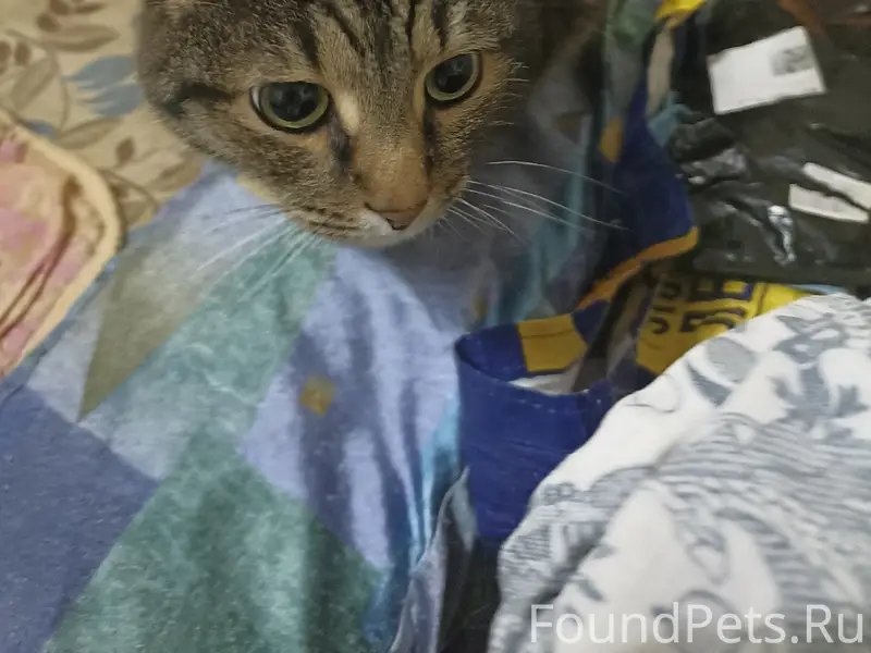 Найден кот, улица Чурина, 15/1