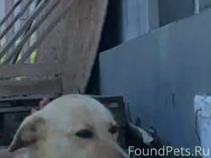 Пропал рыжий метис Ванька