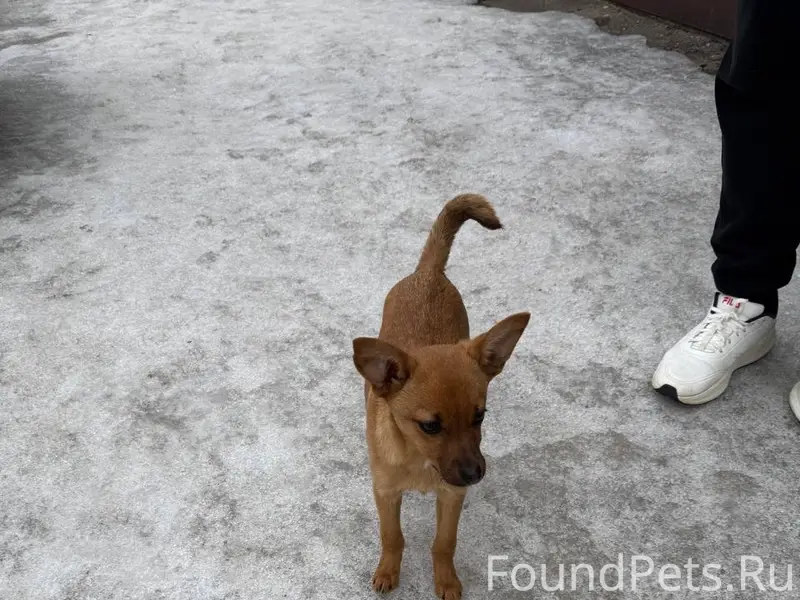 Найден пёс, Ленинский район, Воронеж