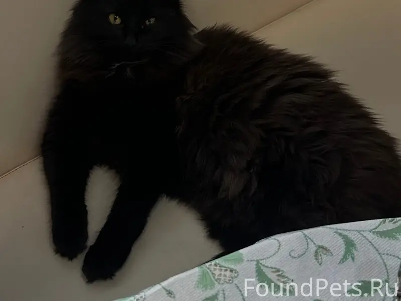 Пропал кот Пуфик-Пухлый-Пухик, Карачиж