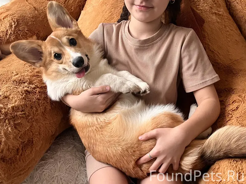 Пропала собака Боня