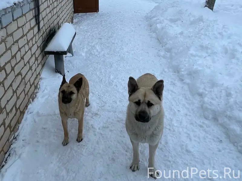 Пропали собаки