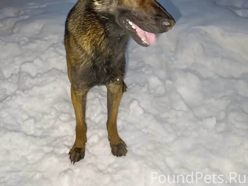 Пропал пёс Коннор, посёлок Дягилево