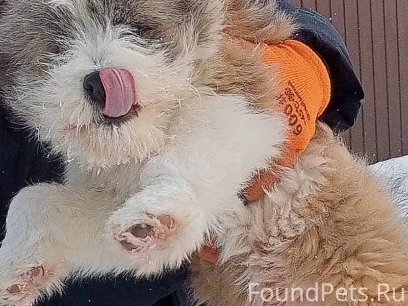 Пропал пёс Тоша, д. Халино