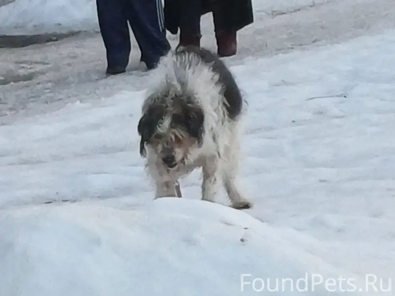 Пропал пёс, Союзная