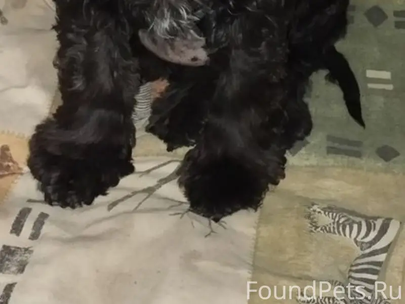 Найден пёс, ищем новых хозяев