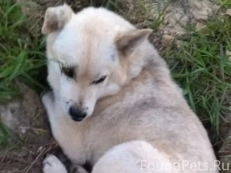 Пропал пёс Беляш, город