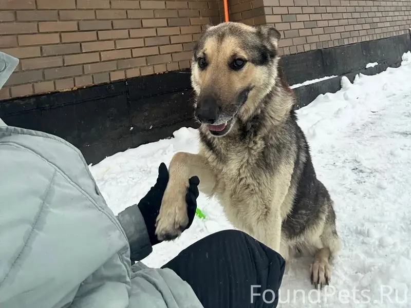 Пропал Барсик, овчарка, район улицы Маринина