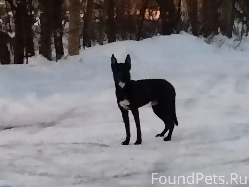 Пропала собака, Петрозаводск, угол ул. Мурманской и ул. Шотмана