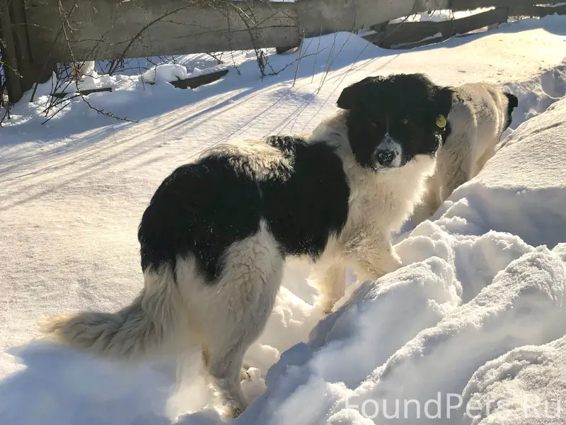 Пропала чёрно-белая собака, Веретенино