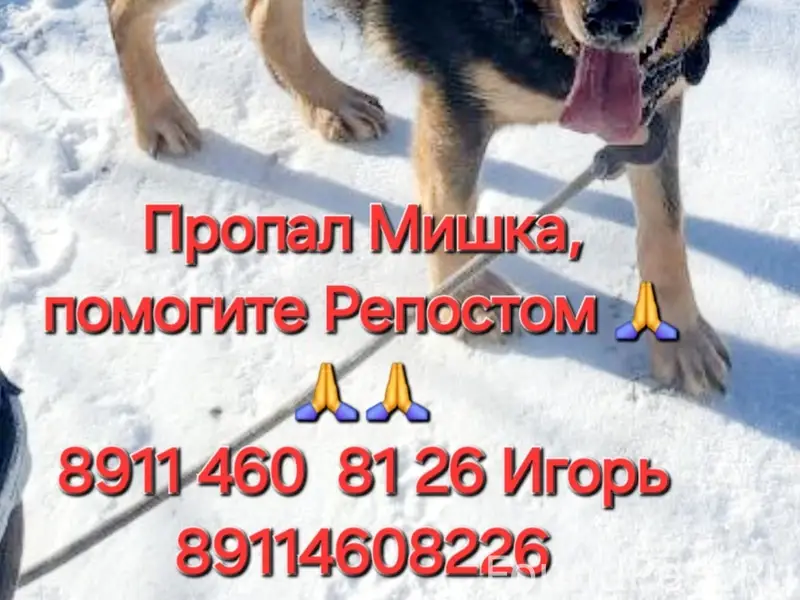 Пропал пёс Мишка, СНТ Баевка, Моргуново