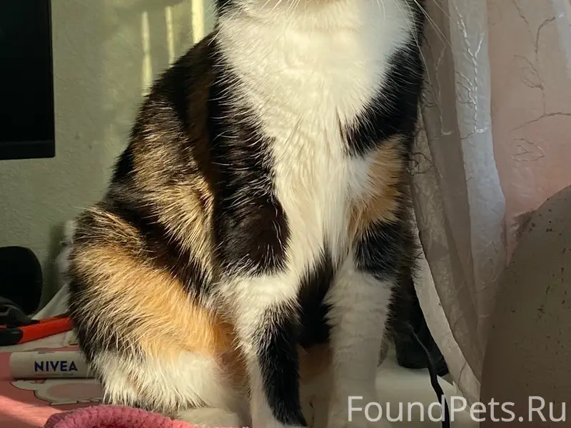 Пропала кошка, 3-15