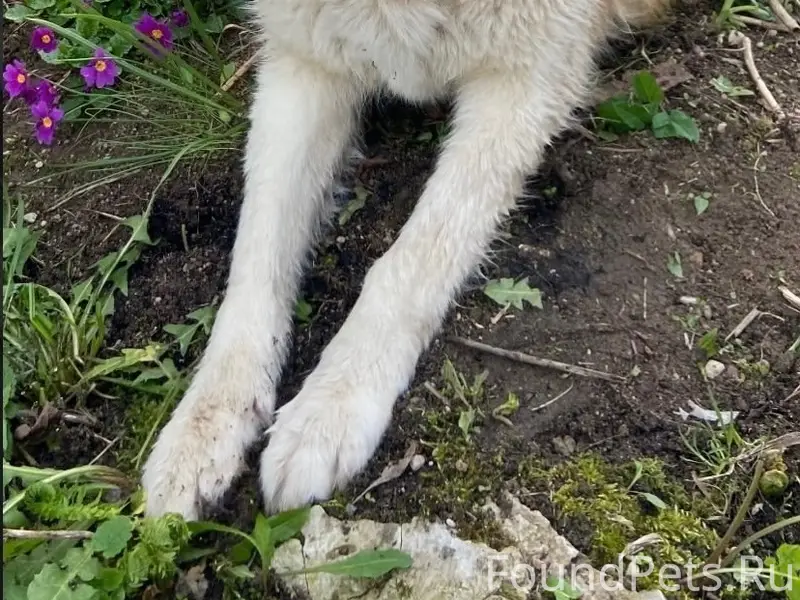 Пропала среднеазиатская овчарка Зара, Сырково