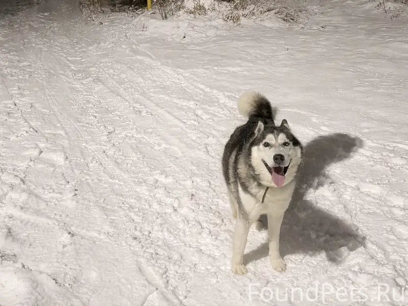 Пропал разноглазый Чак, село Толгоболь