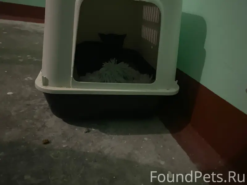 Найдена кошка, ул. Черняховского