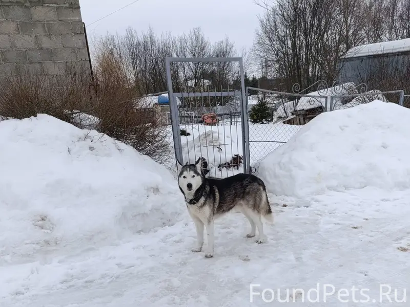 Найден щенок, д. Шеметово