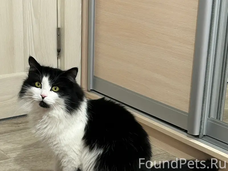 Пропал кот Шлёпа, район Мясново/Привокзальный