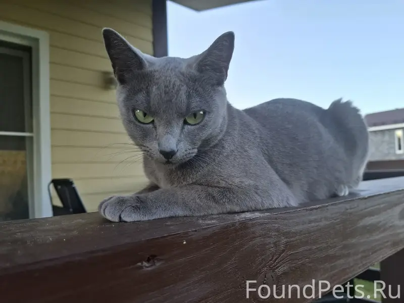 Пропала русская голубая Ася