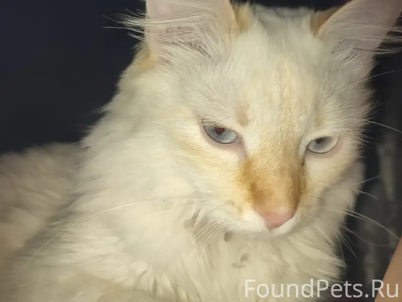 Пропала кошка Луна, Лиозно, улица Ф. Скорины