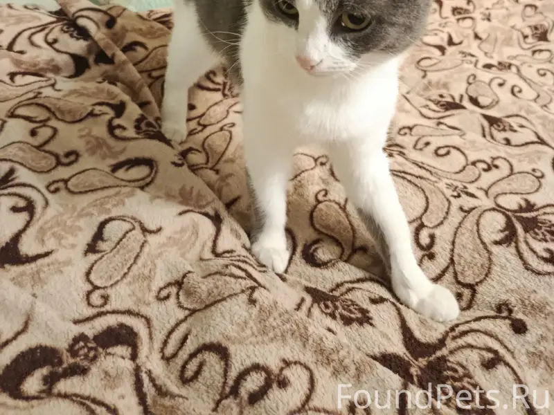 Пропал кот Вася, посёлок Нефтяников