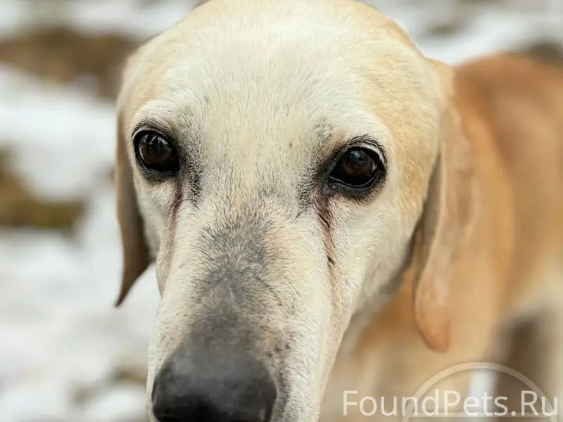 Пропал пёс, Сланцевское шоссе