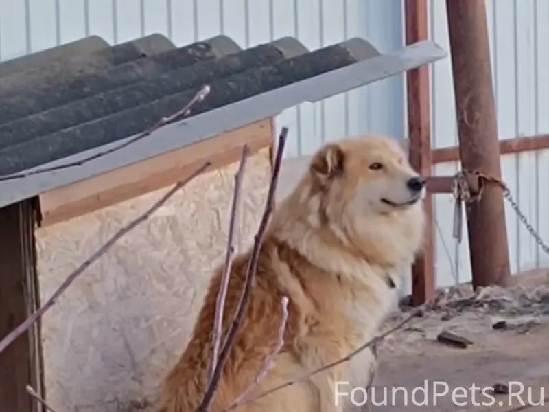 Пропал рыжий кобель Чаки, Нежданово