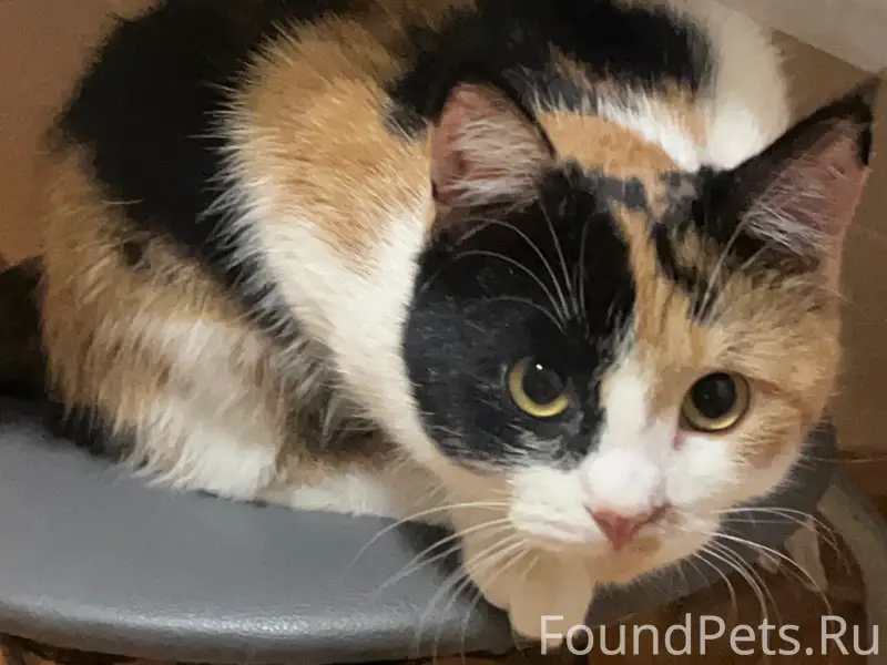 Пропала кошка, Шпаковская 70/1
