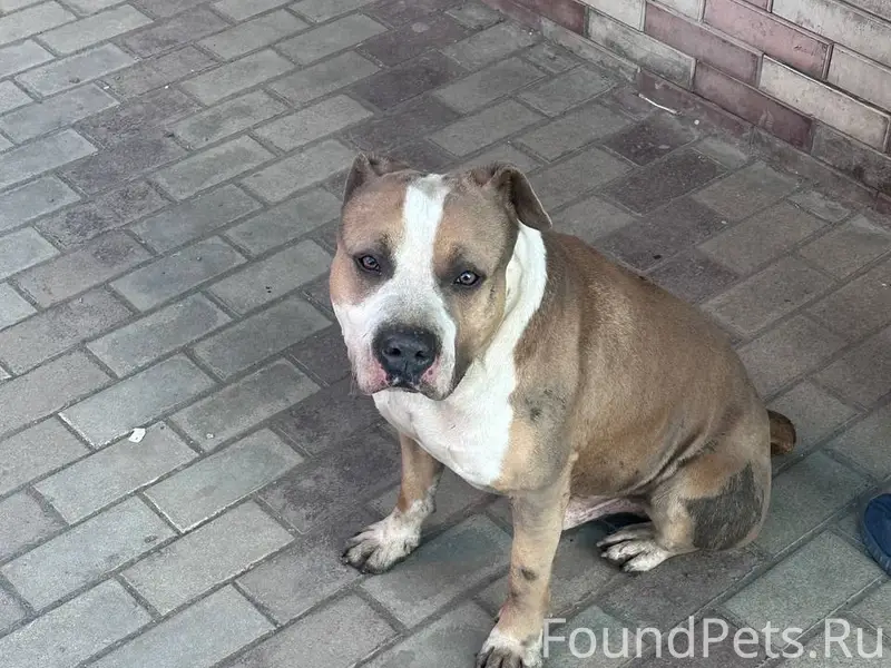 Найден пёс, неизвестно где