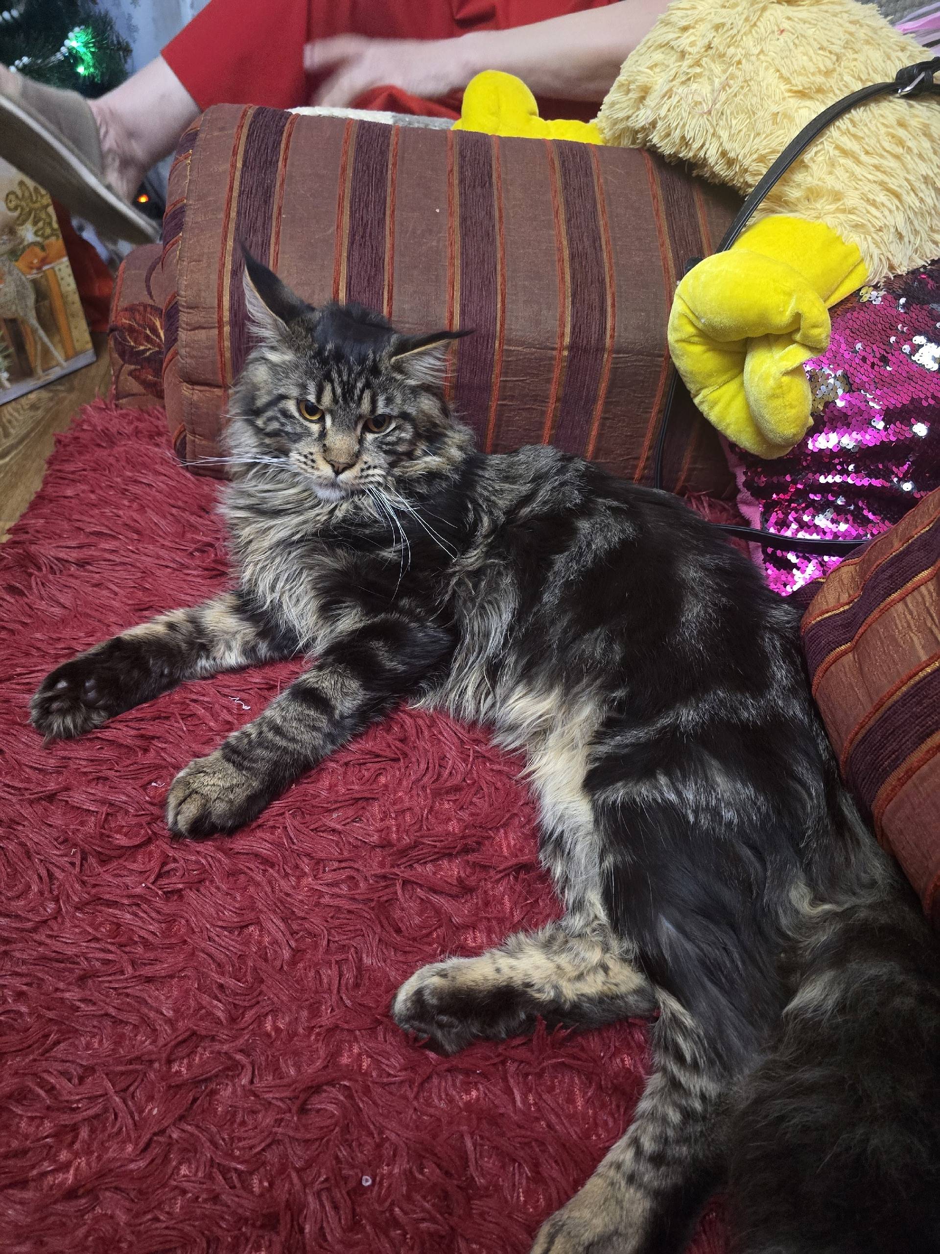 Пропал мейн-кун, район ул. В.Пахоли