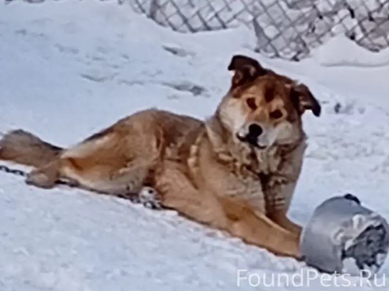 Пропал пёс Гром