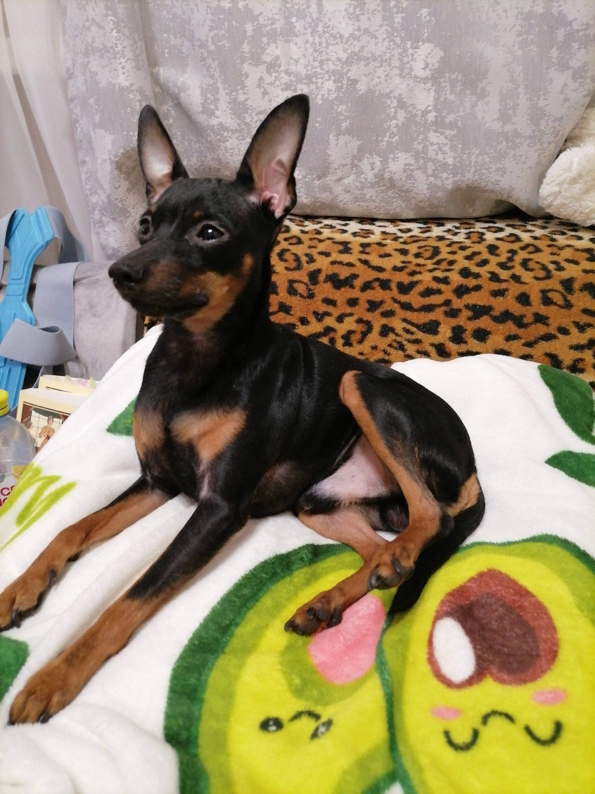 Найден кобель, район Петрищева Золотой дракон