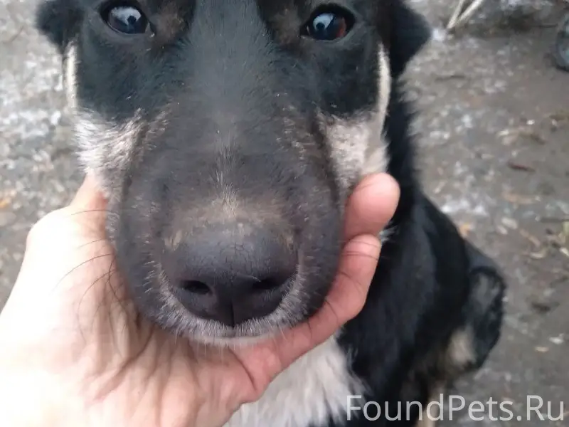 Пропал Рекс, район ЧЭМК