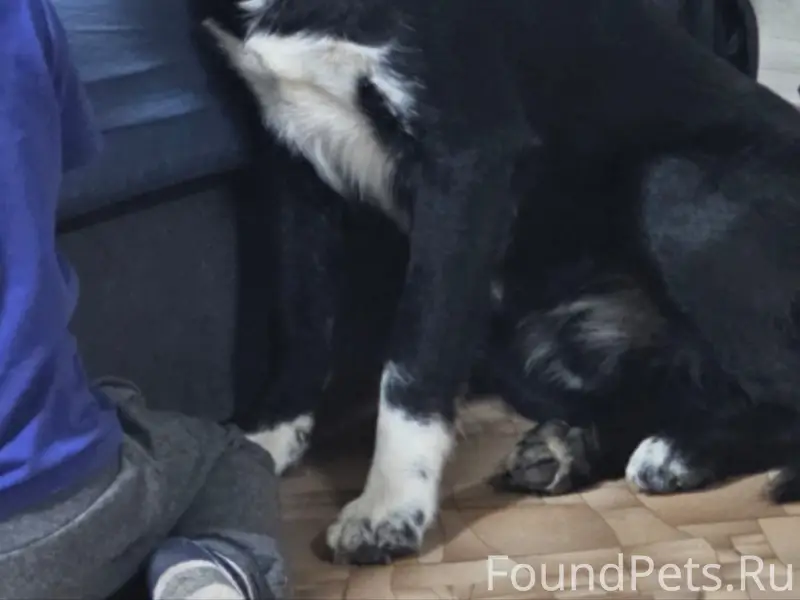 Пропал пёс, неизвестный район