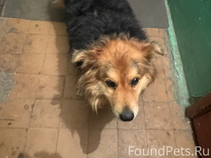 Найден пёс, 6-я Орловская