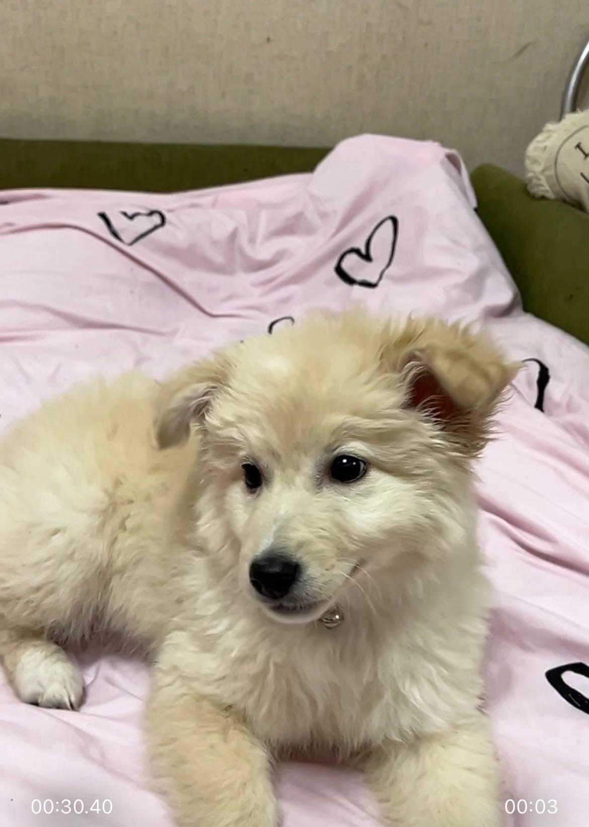 Найден щенок девочка с ошейником, район вокзала