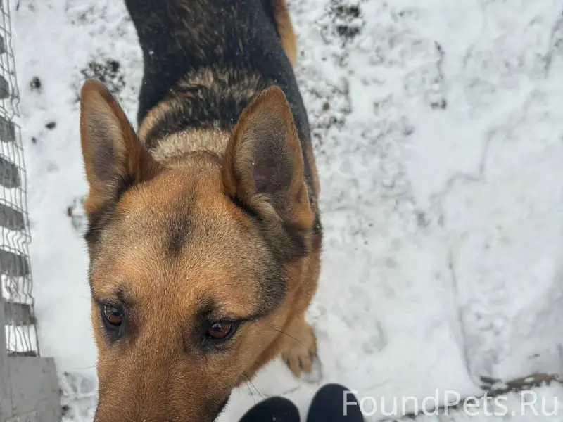 Пропала немецкая овчарка, с. Кринички