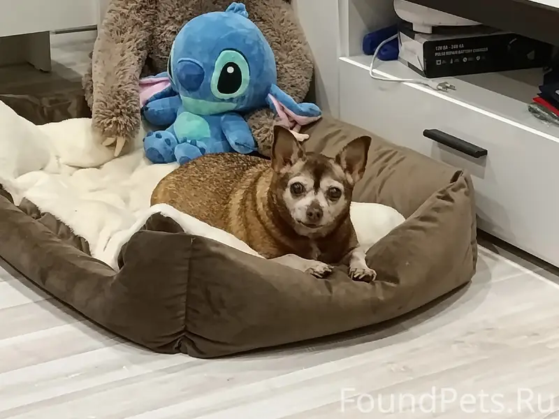 Пропала собака Лиза, второй микрорайон