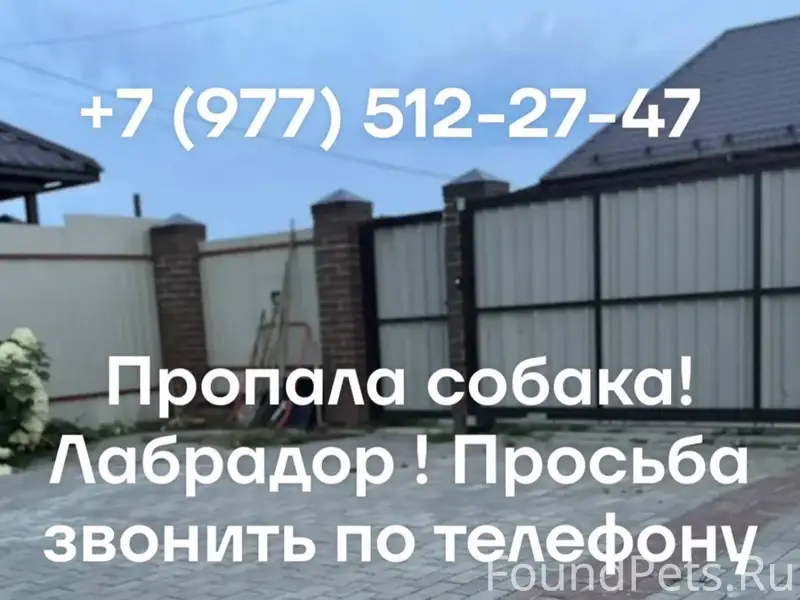 Пропал лабрадор Тихон, Воскресенский район